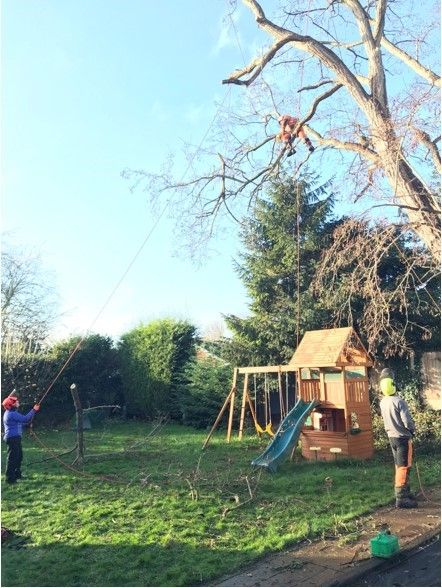 Tree Reduction at Norwood Park, Southwell, Nottinghamshire: Swipe To View More Images
