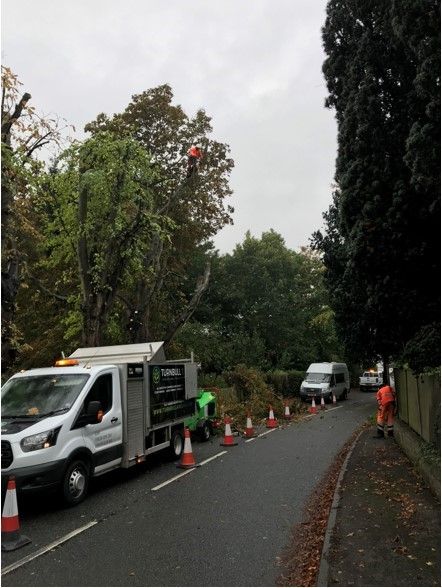 Tree Removal, Southwell, Nottinghamshire: Swipe To View More Images