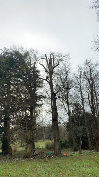 Crown Reduction, Kirklington, Nottinghamshire: Swipe To View More Images
