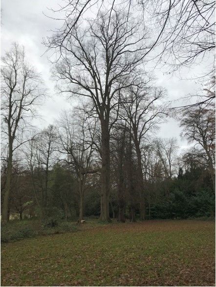 Tree Reduction at Norwood Park, Southwell, Nottinghamshire: Swipe To View More Images