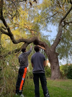 Click Here To Enlarge This Photo Of Overgrown Willow with a Snapped Limb
