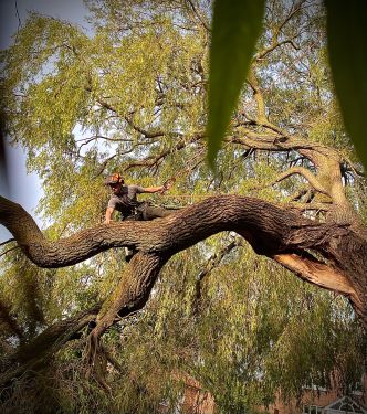 Click Here To Enlarge This Photo Of Overgrown Willow with a Snapped Limb