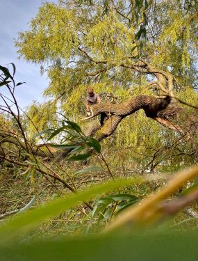 Click Here To Enlarge This Photo Of Overgrown Willow with a Snapped Limb