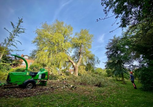 Click Here To Enlarge This Photo Of Overgrown Willow with a Snapped Limb