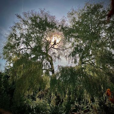 Click Here To Enlarge This Photo Of Overgrown Willow with a Snapped Limb