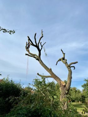 Click Here To Enlarge This Photo Of Overgrown Willow with a Snapped Limb