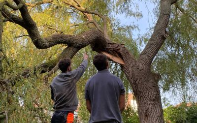 Photo of Overgrown Willow with a Snapped Limb