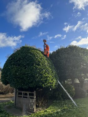 Click Here To Enlarge This Photo Of Annual Trimming & Reductions