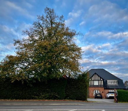 Click Here To Enlarge This Photo Of Mapperley Top Lime Reduction
