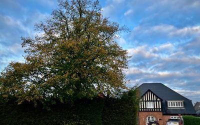 Photo of Mapperley Top Lime Reduction