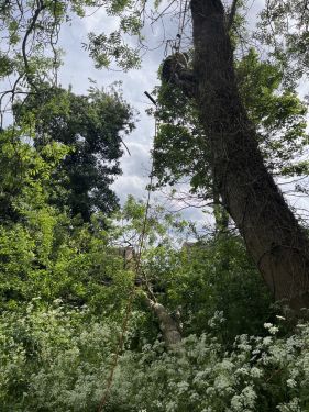 Click Here To Enlarge This Photo Of Emergency Tree Works Callout