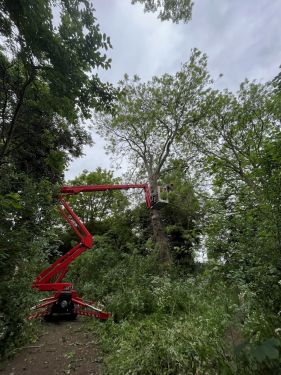 Click Here To Enlarge This Photo Of Emergency Tree Works Callout