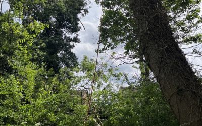 Photo of Emergency Tree Works Callout