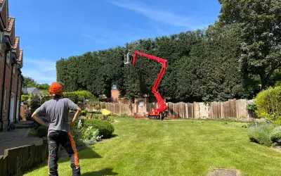 Photo of Large Hedge Trim