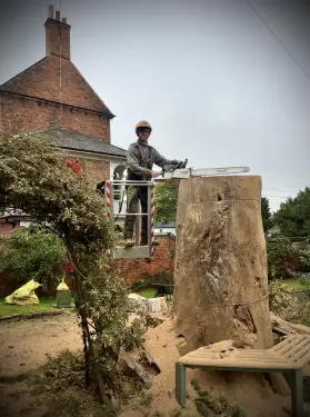 Click Here To Enlarge This Photo Of Dead Tree Removals