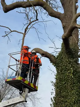 Click Here To Enlarge This Photo Of Bat Survey