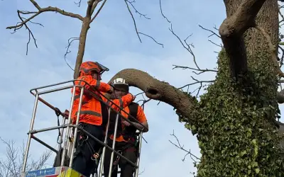Photo of Bat Survey