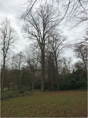 Click Here To Enlarge This Photo Of Tree Reduction at Norwood Park