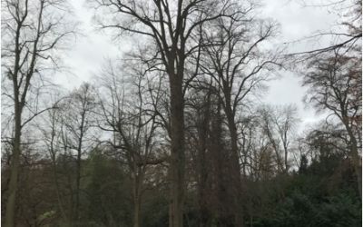 Photo of Tree Reduction at Norwood Park