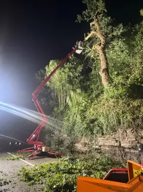Click Here To Enlarge This Photo Of Oak Tree Removal & Vegetation Clearance