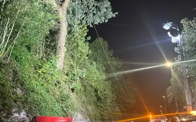 Photo of Oak Tree Removal & Vegetation Clearance