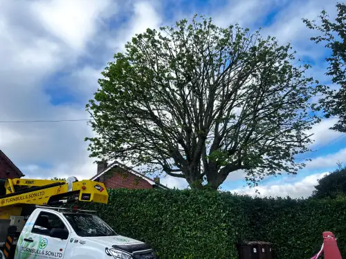 Click Here To Enlarge This Photo Of Crown Reduction in Southwell