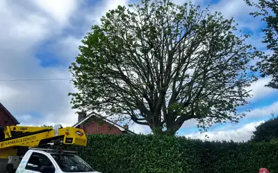 Photo of Crown Reduction in Southwell