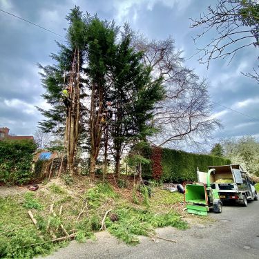 Click Here To Enlarge This Photo Of Trio of Overgrown Pine Trees, Southwell