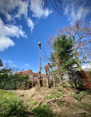 Click Here To Enlarge This Photo Of Trio of Overgrown Pine Trees, Southwell