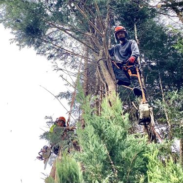 Click Here To Enlarge This Photo Of Trio of Overgrown Pine Trees, Southwell