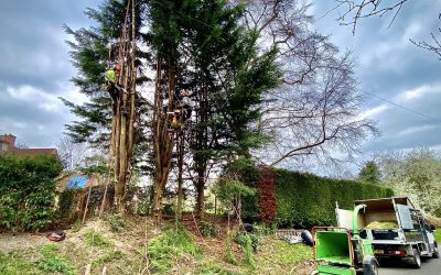 Photo of Trio of Overgrown Pine Trees, Southwell