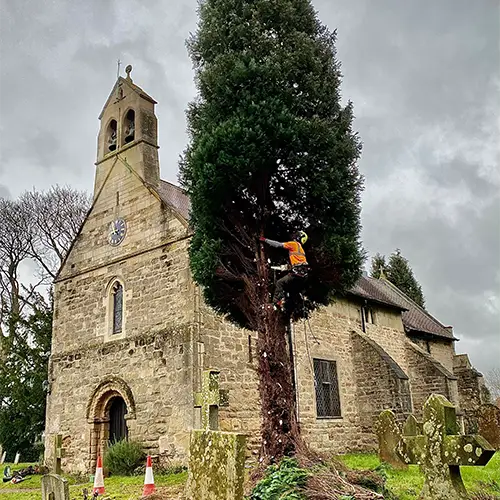 Find Our More About Our Nottingham Tree Services