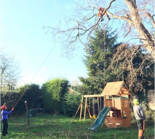 Tree Reduction at Norwood Park, Southwell, Nottinghamshire: Click Here To View Larger Image