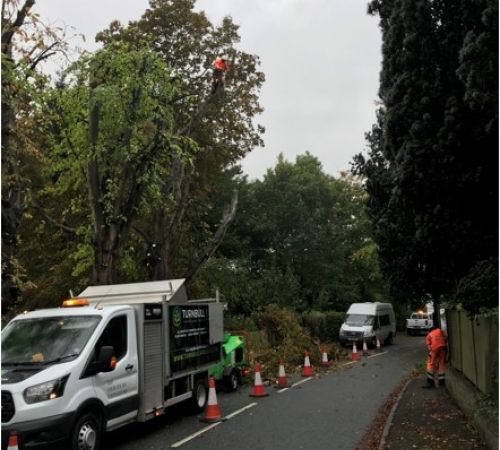 Tree Removal, Southwell, Nottinghamshire: Click Here To View Larger Image