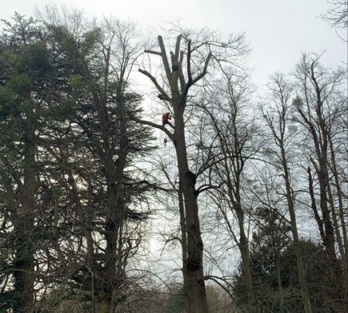 Crown Reduction, Kirklington, Nottinghamshire: Click Here To View Larger Image
