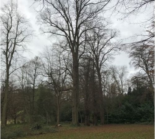 Tree Reduction at Norwood Park, Southwell, Nottinghamshire: Click Here To View Larger Image
